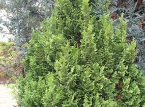 Cypřišek tupolistý 'Meroke' - Chamaecyparis obtusa 'Meroke'