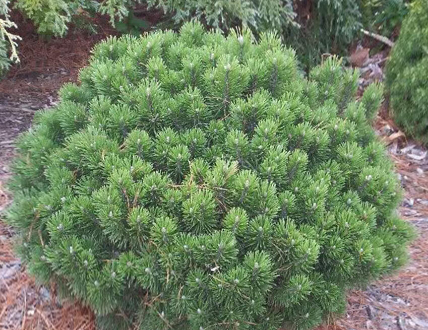 Borovice kleč 'Sherwood Compact' - Pinus mugo 'Sherwood Compact'