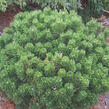 Borovice kleč 'Sherwood Compact' - Pinus mugo 'Sherwood Compact'