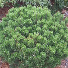 Borovice kleč 'Sherwood Compact' - Pinus mugo 'Sherwood Compact'