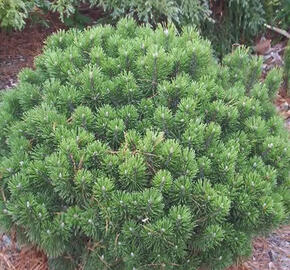 Borovice kleč 'Sherwood Compact' - Pinus mugo 'Sherwood Compact'