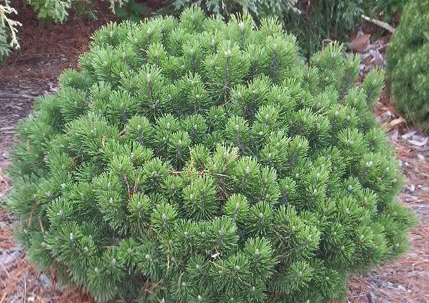Borovice kleč 'Sherwood Compact' - Pinus mugo 'Sherwood Compact'