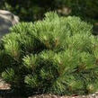 Borovice černá 'Pygmaea' - Pinus nigra 'Pygmaea'