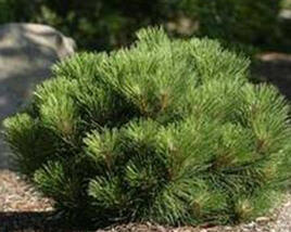 Borovice černá 'Pygmaea'