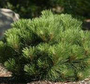 Borovice černá 'Pygmaea'