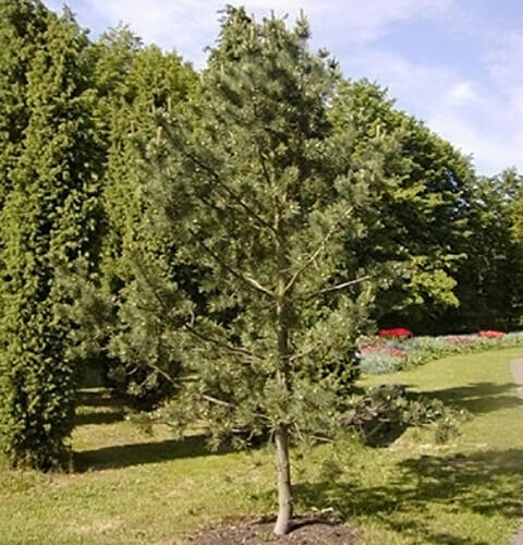 Borovice ohebná 'Firmament' - Pinus flexilis 'Firmament'