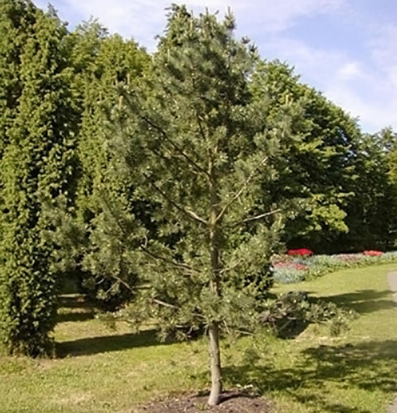 Borovice ohebná 'Firmament' - Pinus flexilis 'Firmament'