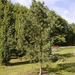 Borovice ohebná 'Firmament' - Pinus flexilis 'Firmament'
