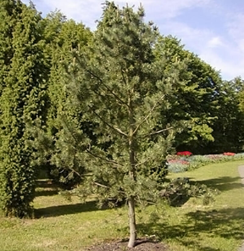 Borovice ohebná 'Firmament' - Pinus flexilis 'Firmament'