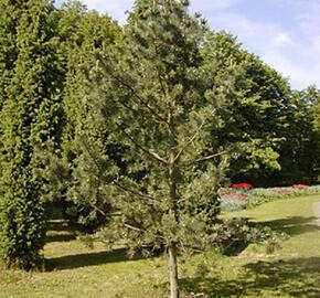 Borovice ohebná 'Firmament'