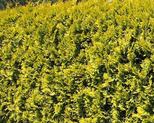 Túje, zerav západní 'Golden Brabant' - Thuja occidentalis 'Golden Brabant'