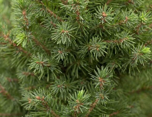 Smrk sivý 'Perfecta' - Picea glauca 'Perfecta'
