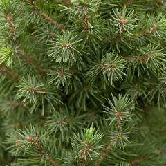 Smrk sivý 'Perfecta' - Picea glauca 'Perfecta'