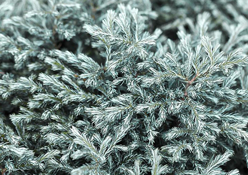Cypřišek hrachonosný 'Blue 'Moon' - Chamaecyparis pisifera 'Blue 'Moon'