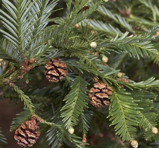 Sekvoje stálezelená - Sequoia sempervirens