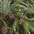 Sekvoje stálezelená - Sequoia sempervirens
