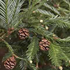 Sekvoje stálezelená - Sequoia sempervirens