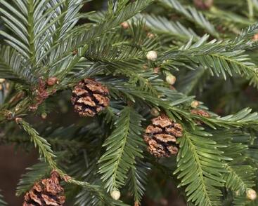 Sekvoje vždyzelená