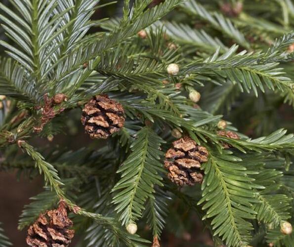 Sekvoje stálezelená - Sequoia sempervirens