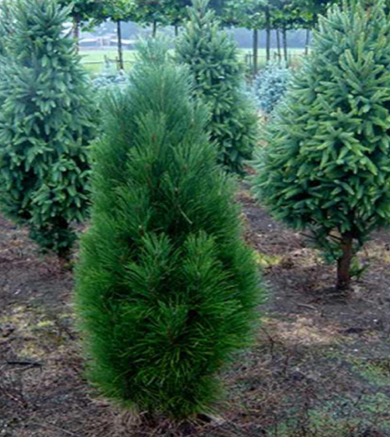 Borovice černá 'Obelisk' - Pinus nigra 'Obelisk'