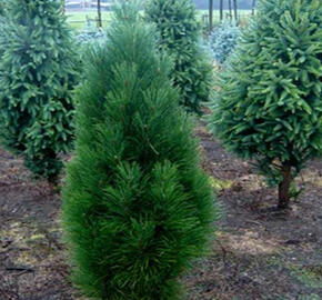 Borovice černá 'Obelisk' - Pinus nigra 'Obelisk'