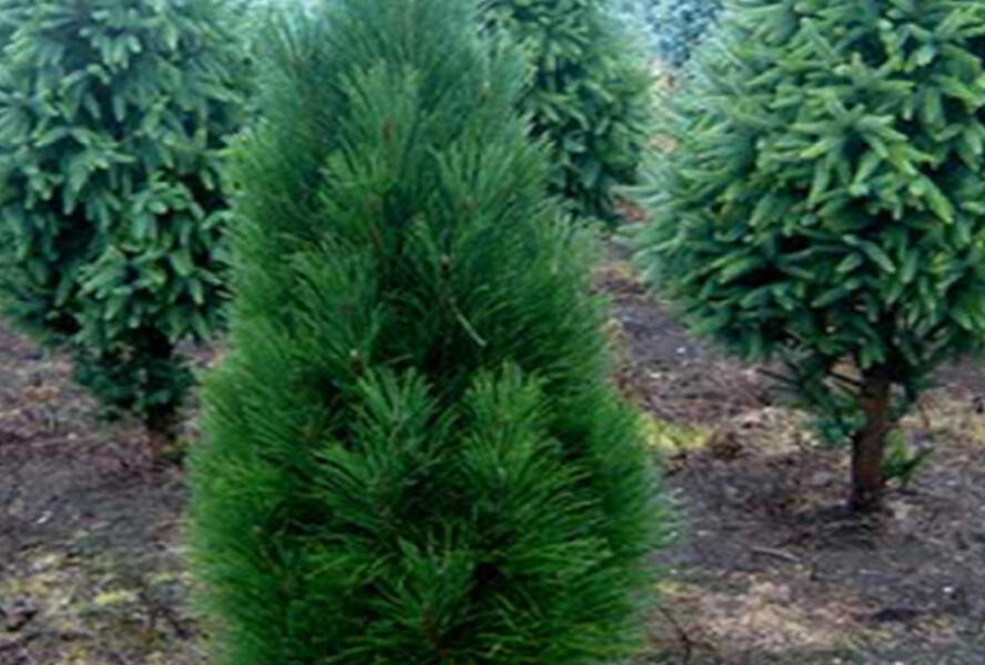 Borovice černá 'Obelisk' - Pinus nigra 'Obelisk'