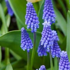 Modřenec širokolistý 'Superstar' - Muscari Botryoides 'Superstar'