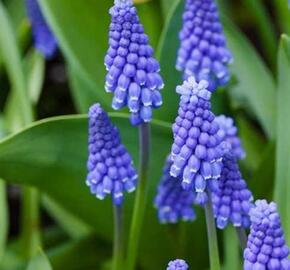 Modřenec širokolistý 'Superstar' - Muscari Botryoides 'Superstar'