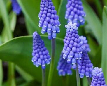 Modřenec širokolistý 'Superstar'