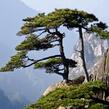 Borovice hwangshanensis - Pinus hwangshanensis