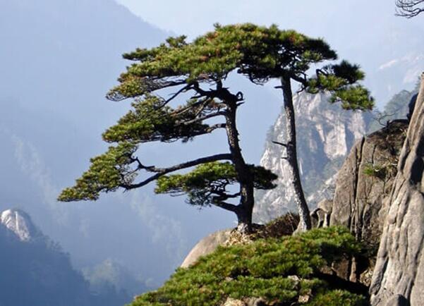Borovice chuangšanská - Pinus hwangshanensis
