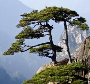 Borovice hwangshanensis - Pinus hwangshanensis
