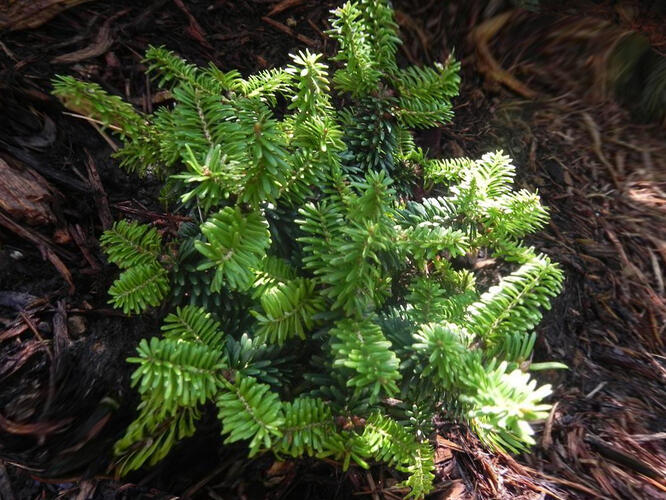 Jedle korejská 'Piccolo' - Abies koreana 'Piccolo'