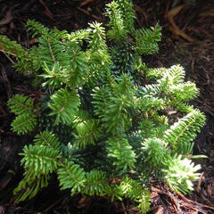 Jedle korejská 'Piccolo' - Abies koreana 'Piccolo'