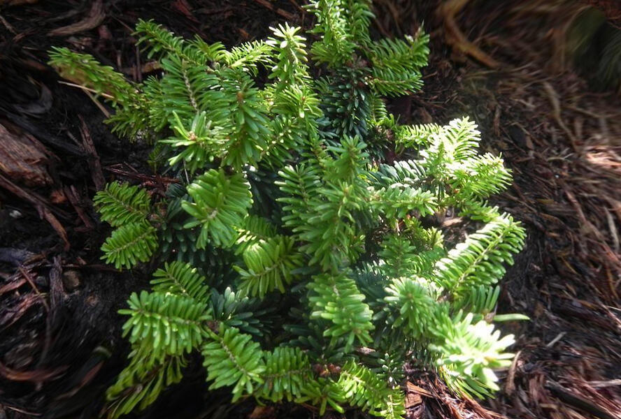 Jedle korejská 'Piccolo' - Abies koreana 'Piccolo'