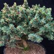 Smrk ztepilý 'Zillertal' - Picea abies 'Zillertal'