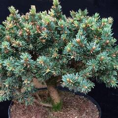 Smrk ztepilý 'Zillertal' - Picea abies 'Zillertal'