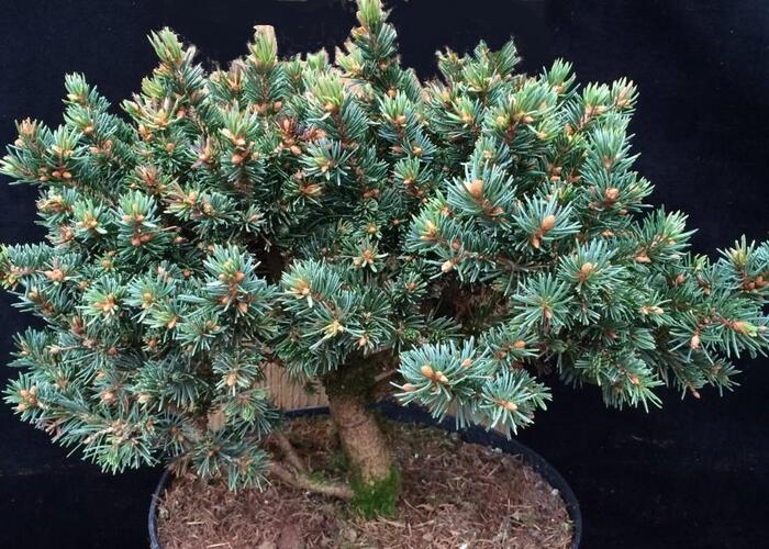 Smrk ztepilý 'Zillertal' - Picea abies 'Zillertal'