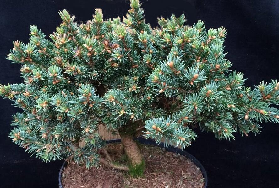 Smrk ztepilý 'Zillertal' - Picea abies 'Zillertal'
