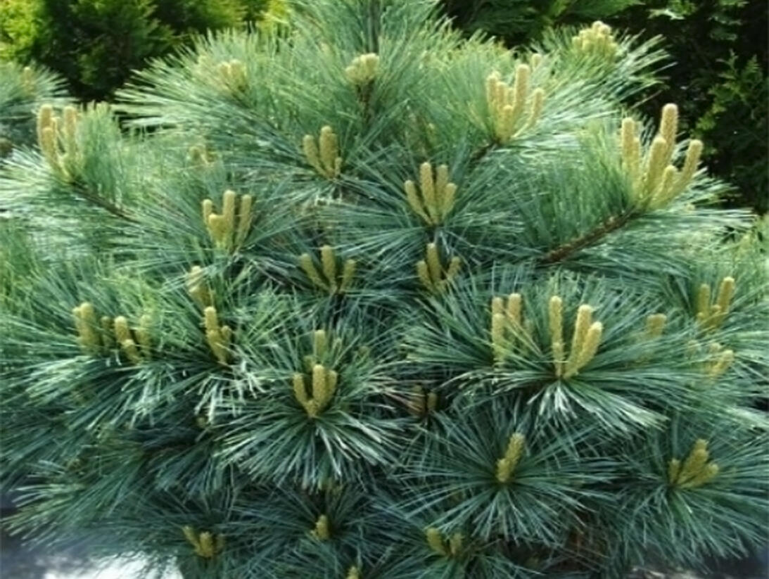Borovice pyrenejská 'Litomyšl' - Pinus uncinata 'Litomyšl'