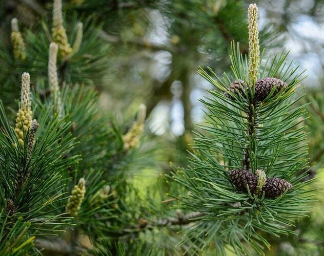Borovice kleč - Pinus mugo