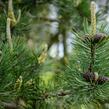 Borovice kleč - Pinus mugo