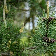 Borovice kleč - Pinus mugo