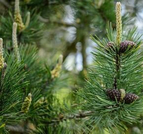 Borovice kleč - Pinus mugo