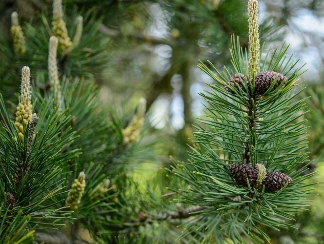 Borovice kleč - Pinus mugo