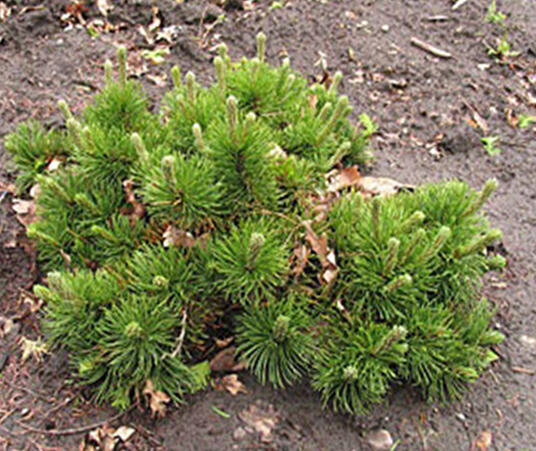 Borovice kleč 'Krauskopf' - Pinus mugo 'Krauskopf'