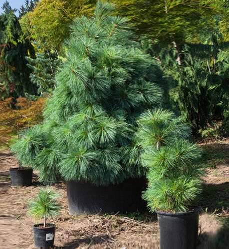 Borovice Schwerinova 'Wiethorst' - Pinus schwerinii 'Wiethorst'