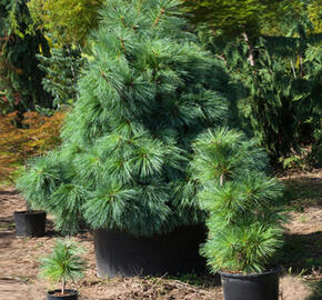 Borovice Schwerinova 'Wiethorst'