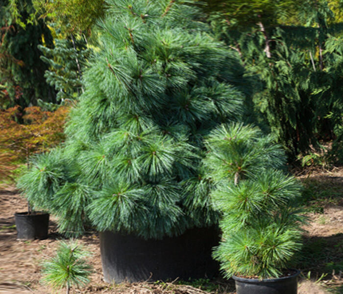 Borovice Schwerinova 'Wiethorst' - Pinus schwerinii 'Wiethorst'