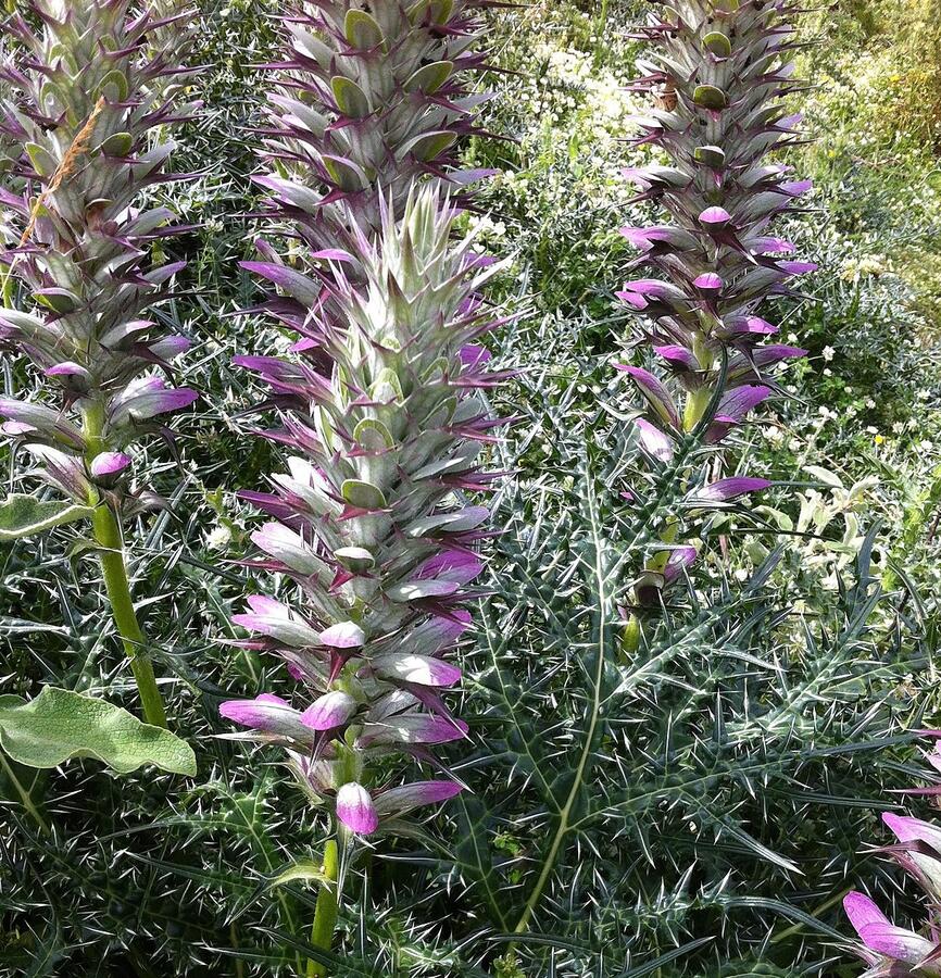 Paznehtník ostnitý - Acanthus spinosus